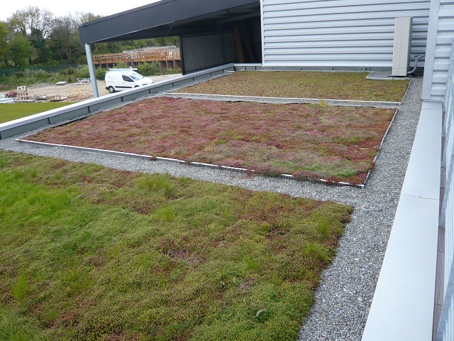 toiture végétalisée toiture